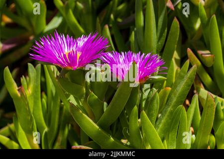 Carpobrotus, communément connu sous le nom de pigface, plante de glace, figue aigre, figue Hottentot et myrtille. Carpobrotus glaucescens fleurs, gros plan Banque D'Images