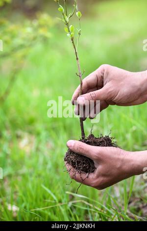 Jardinier plantant un jeune arbre. Gros plan des mains du jardinier. Préparation à l'atterrissage Banque D'Images