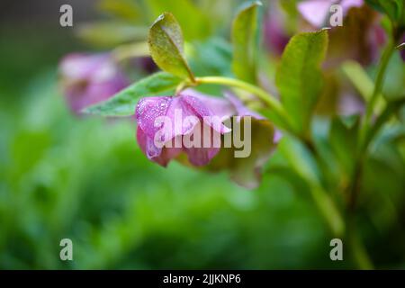 Belle Helleborus rose, les fleurs de printemps sont en fleur dans le jardin. Fond floral Banque D'Images