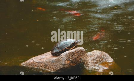 tortue reposant sur la roche dans le lac sous la pluie Banque D'Images