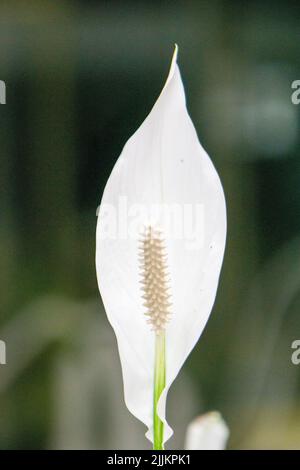 Plan vertical d'une fleur de nénuphars (Spathiphyllum walisii) sur fond flou Banque D'Images