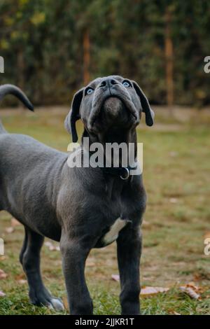 Gros plan d'un chiot corso en canne debout sur l'herbe et regardant avec un arrière-plan d'arbres flous Banque D'Images