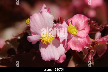 Fleurs l'Everflowering begonia est une plante herbacée annuelle, une espèce du genre Marigold, de la famille des Asteraceae ou des Compositae. Banque D'Images