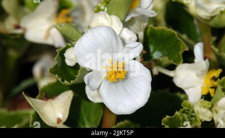 Fleurs l'Everflowering begonia est une plante herbacée annuelle, une espèce du genre Marigold, de la famille des Asteraceae ou des Compositae. Banque D'Images