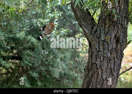 Upupa, Hoopoe. Roumanie Banque D'Images