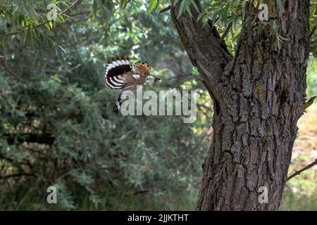 Upupa, Hoopoe. Roumanie Banque D'Images