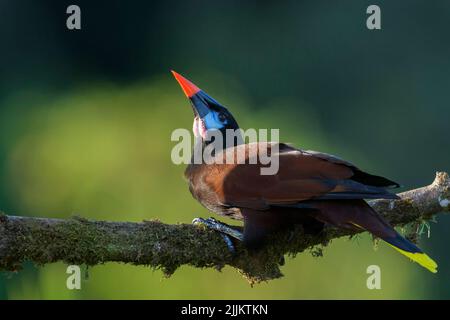 Montezuma Oropendola (Psarocolius montezuma) perché sur une branche Banque D'Images