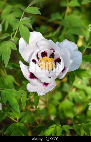 Belle fleur de Paeonia suffruticosa poussant dans le jardin de printemps. Mise au point sélective Banque D'Images