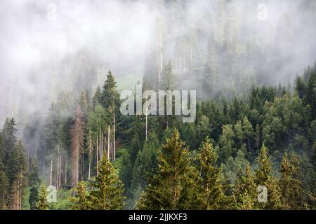 Matin d'été brumeux dans les Alpes. Brouillard pittoresque dans la forêt d'épicéa sur les pentes de montagne. Arbres sur les collines de montagne après la pluie. Banque D'Images