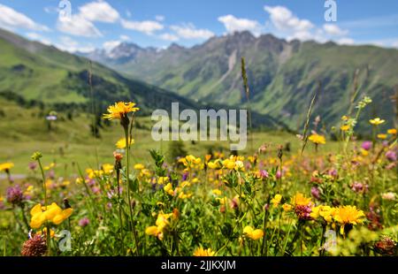 Belles prairies alpines fleuries dans les montagnes et le ciel avec des nuages Banque D'Images