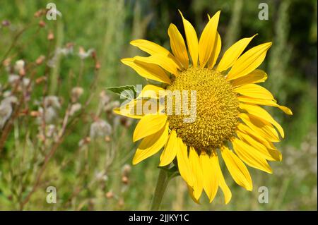 Tournesol unique en pleine fleur avec végétation verte en arrière-plan Banque D'Images