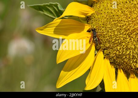Alimentation en guêpe sur le tournesol Banque D'Images