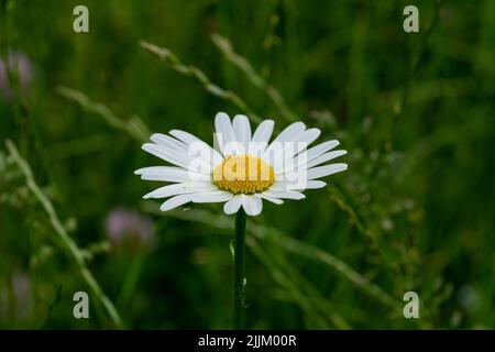 Une mise au point sélective d'une pâquerette blanche Banque D'Images