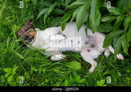 Le Jack Russell Terrier se base dans l'herbe verte. Le chien est à l'envers Banque D'Images