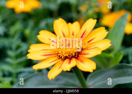 Zinnia angustifolia, cuisine mexicaine Zinnia, fleur jaune orange à feuilles étroites, en été au Royaume-Uni Banque D'Images