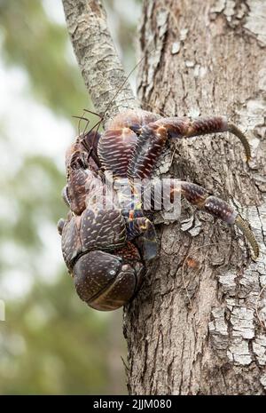 Le crabe de noix de coco, le plus grand de la famille du crabe ermit vivant sur terre, fait grimper les arbres pour déloger les noix de coco et se nourrit ensuite s'ils ont craqué. Banque D'Images