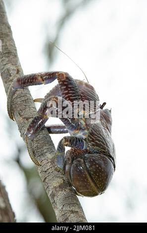 Le crabe de noix de coco, le plus grand de la famille du crabe ermit vivant sur terre, fait grimper les arbres pour déloger les noix de coco et se nourrit ensuite s'ils ont craqué. Banque D'Images