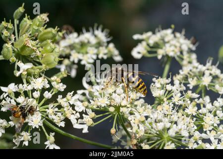 Un gros plan des abeilles de guêpe sur des fleurs d'alyssum blanches Banque D'Images