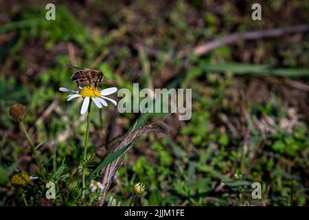 Une abeille se tenant sur une fleur de camomille sur un fond flou Banque D'Images