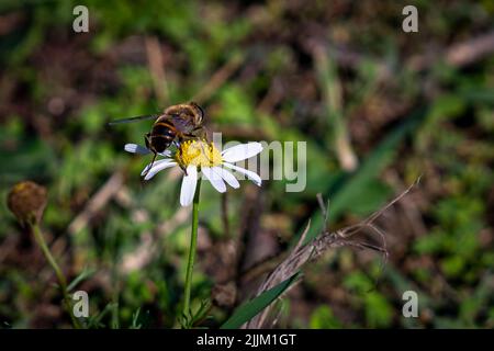 Abeille debout sur une fleur de chardon violet sur un fond flou Banque D'Images