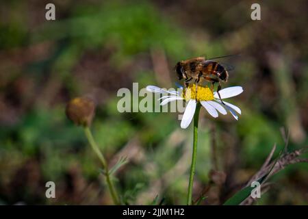 Une abeille se tenant sur une fleur de camomille sur un fond flou Banque D'Images