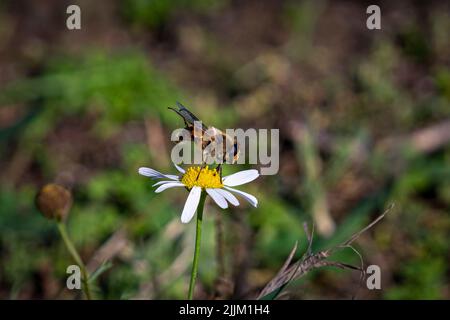 Une abeille se tenant sur une fleur de camomille sur un fond flou Banque D'Images