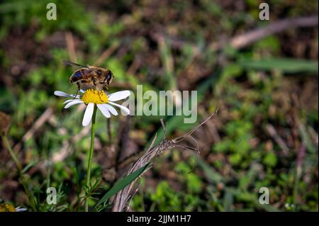 Une abeille se tenant sur une fleur de camomille sur un fond flou Banque D'Images