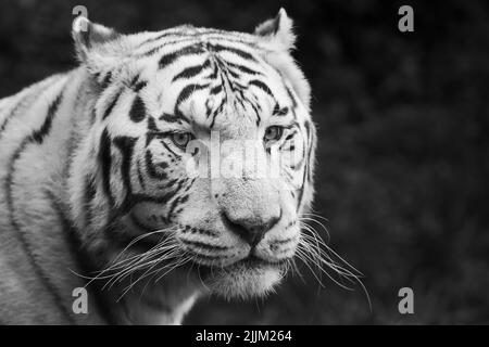 Photo noir et blanc d'un tigre blanc Banque D'Images