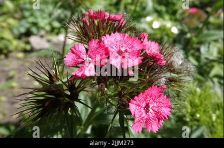 Carnation de fleurs roses turques gros plan Banque D'Images