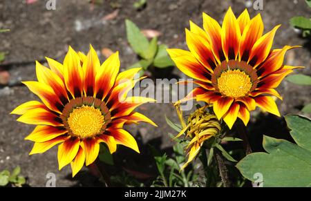 Gazania Peacock fleurs en gros plan sur un lit à fleurs Banque D'Images
