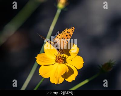 Photo macro d'un Fritillaire tropical sur une fleur cosmos dans le parc forestier d'Izumi, Yamato, Japon Banque D'Images