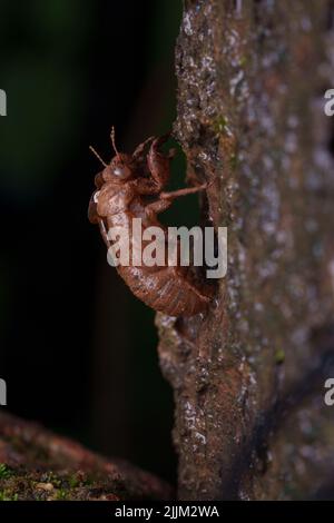 Cicada sur un arbre humide sur fond noir sur une nuit de pluie en agumbe Banque D'Images