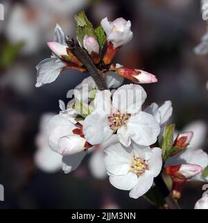Fleurs de cerisier en feutre sur les branches des arbres Banque D'Images