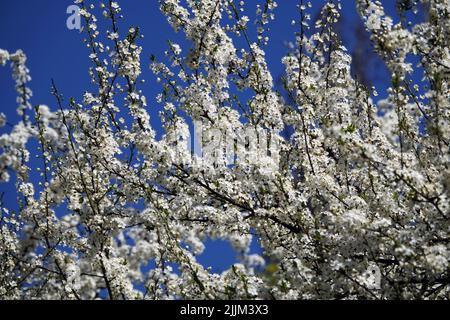 Branche d'arbre de prune de cerisier au printemps, fleurs fleurissent Banque D'Images