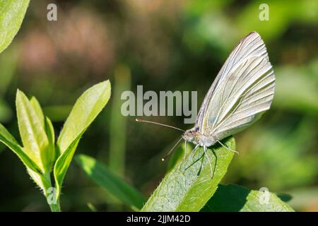 Gros plan d'un adorable papillon blanc sur une végétation floue par beau soleil. Copier l'espace. Banque D'Images