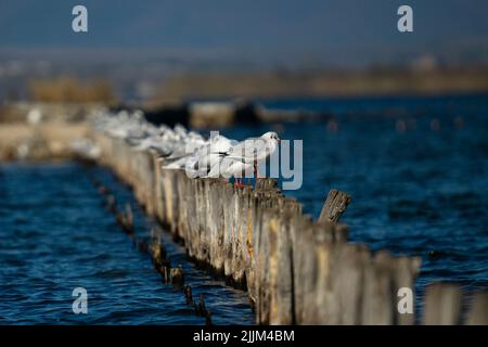 Quelques mouettes debout sur des bâtons de bois coincés dans la mer. Banque D'Images