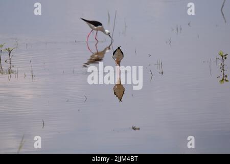 Un gros plan d'un pilotis à ailes noires dans un lac Banque D'Images