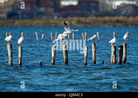 Quelques mouettes volant et certains d'entre eux debout sur des bâtons de bois bloqués dans la mer. Banque D'Images