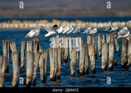 Quelques mouettes debout sur des bâtons de bois coincés dans la mer. Banque D'Images