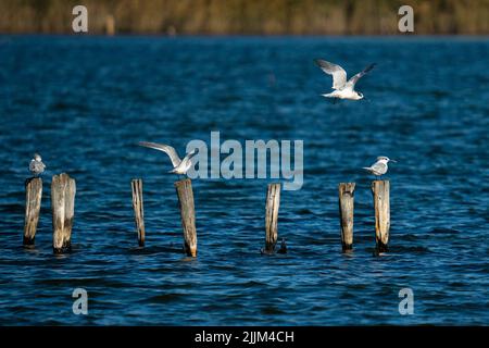 Quelques mouettes debout sur des bâtons de bois coincés dans la mer. Banque D'Images