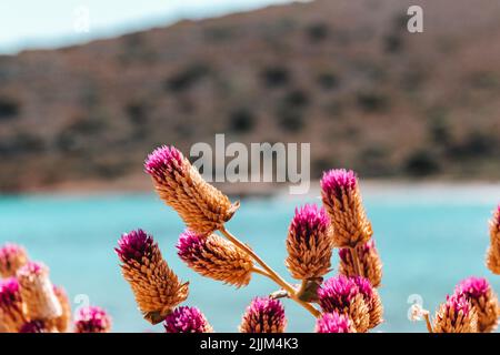 Gros plan sur les fleurs de trèfle cramoisi avec vue sur le lac Banque D'Images