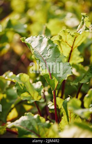 Plantes de betterave poussant en rangée dans le jardin. Banque D'Images