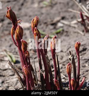 La pivoine s'élance au début du printemps Banque D'Images