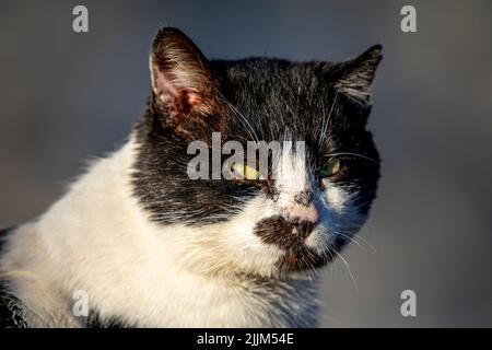 Gros plan d'un chat noir et blanc errant sur un arrière-plan flou Banque D'Images