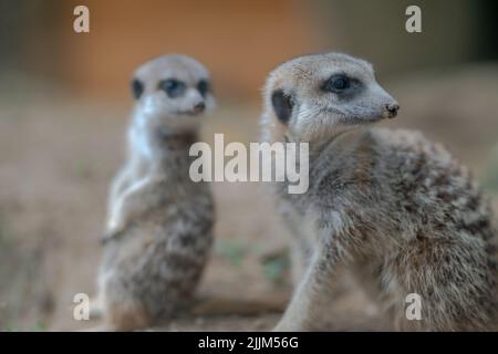 Deux petits meerkats dans le désert Banque D'Images