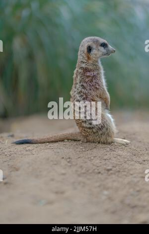 Une photo verticale d'un bébé meerkat dans le désert Banque D'Images