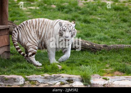 Un tigre du Bengale albino blanc qui descend sur la piste du zoo. Animaux menacés d'extinction. Photo prise en lumière naturelle et douce. Banque D'Images