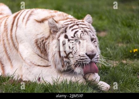 Un tigre du Bengale albino blanc qui repose au zoo paddock. Animaux menacés d'extinction. Photo prise en lumière naturelle et douce. Banque D'Images