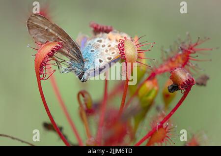 Papillon bleu commun, Polyommatus icarus piégé par un Sundew oblong, Drosera intermedia, New Forest UK Banque D'Images