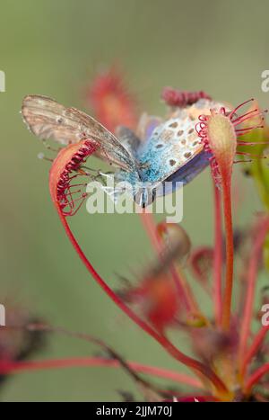 Papillon bleu commun, Polyommatus icarus piégé par un Sundew oblong, Drosera intermedia, New Forest UK Banque D'Images